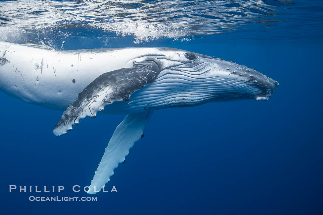 Inquisitive Calf South Pacific Humpback Whale Underwater, Moorea, French Polynesia. France, Megaptera novaeangliae, natural history stock photograph, photo id 40641