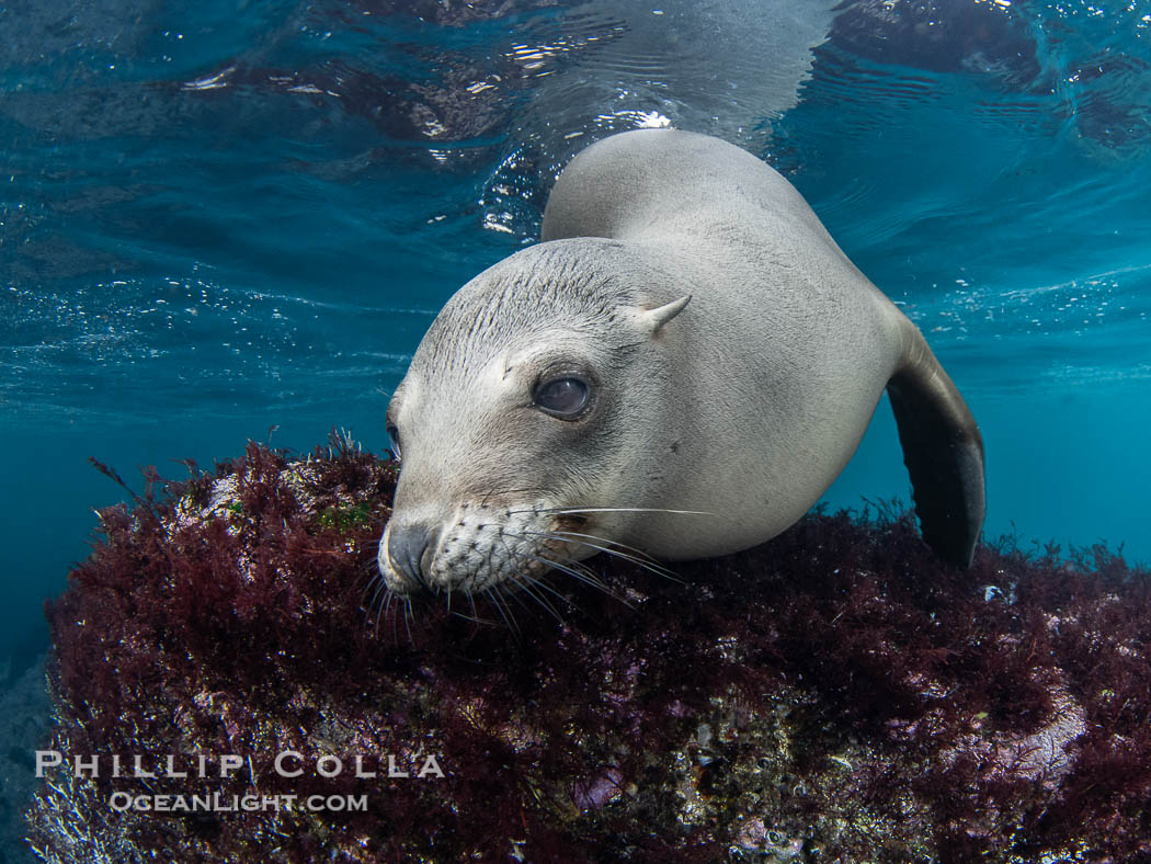 Inquisitive young California sea lion underwater, this is a pup-of-the-year born in June and only about five months old, Coronado Islands near San Diego, Baja California, Mexico, Zalophus californianus, Coronado Islands (Islas Coronado)