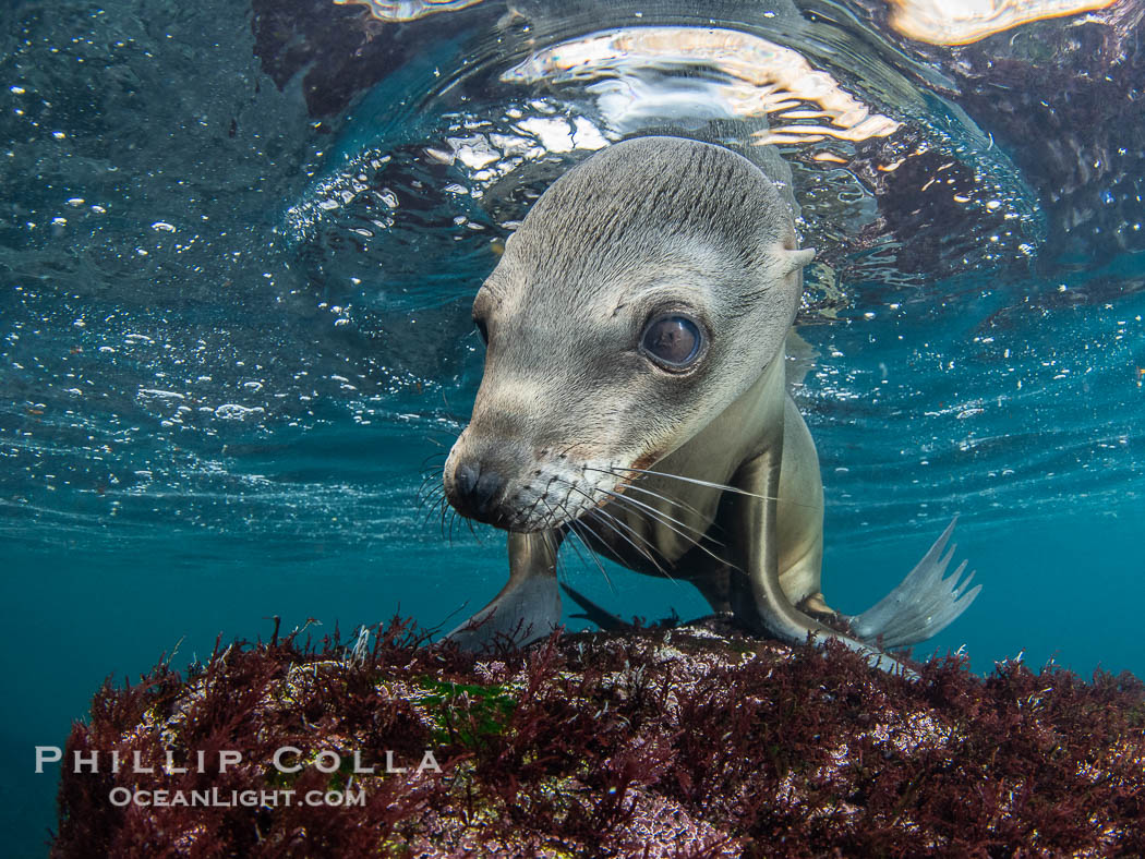 Inquisitive young California sea lion underwater, this is a pup-of-the-year born in June and only about five months old, Coronado Islands near San Diego, Baja California, Mexico, Zalophus californianus, Coronado Islands (Islas Coronado)