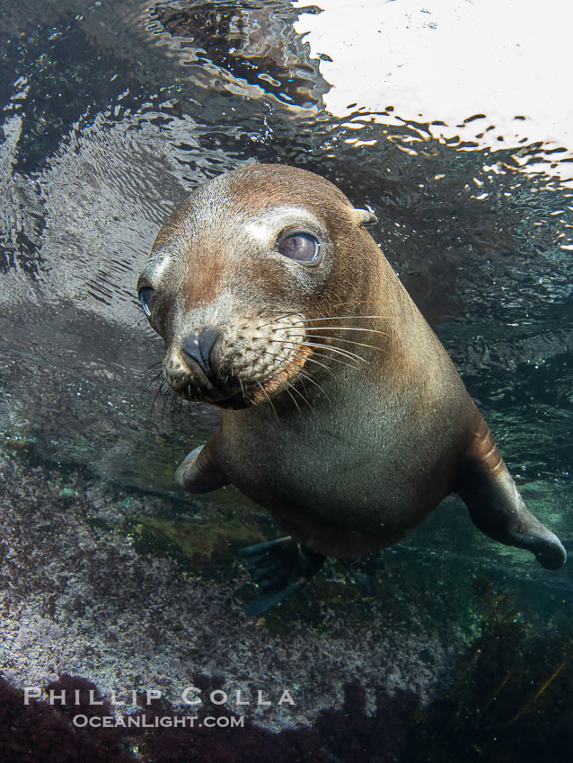 Inquisitive young California sea lion underwater, this is a pup-of-the-year born in June and only about five months old, Coronado Islands near San Diego, Baja California, Mexico, Zalophus californianus, Coronado Islands (Islas Coronado)