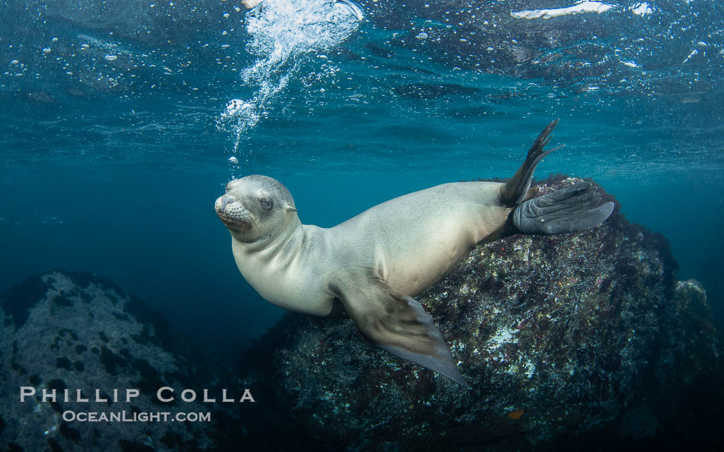 Inquisitive young California sea lion underwater, this is a pup-of-the-year born in June and only about five months old, Coronado Islands near San Diego, Baja California, Mexico. Coronado Islands (Islas Coronado), Zalophus californianus, natural history stock photograph, photo id 40764