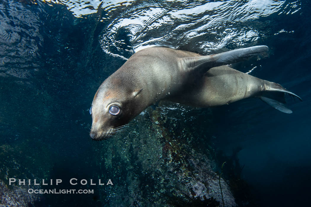 Inquisitive young California sea lion underwater, this is a pup-of-the-year born in June and only about five months old, Coronado Islands near San Diego, Baja California, Mexico. Coronado Islands (Islas Coronado), Zalophus californianus, natural history stock photograph, photo id 40683