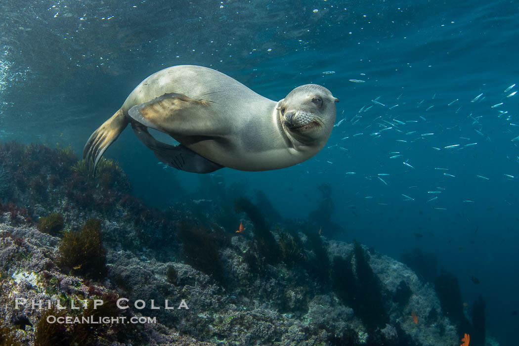 Inquisitive young California sea lion underwater, this is a pup-of-the-year born in June and only about five months old, Coronado Islands near San Diego, Baja California, Mexico. Coronado Islands (Islas Coronado), Zalophus californianus, natural history stock photograph, photo id 40763