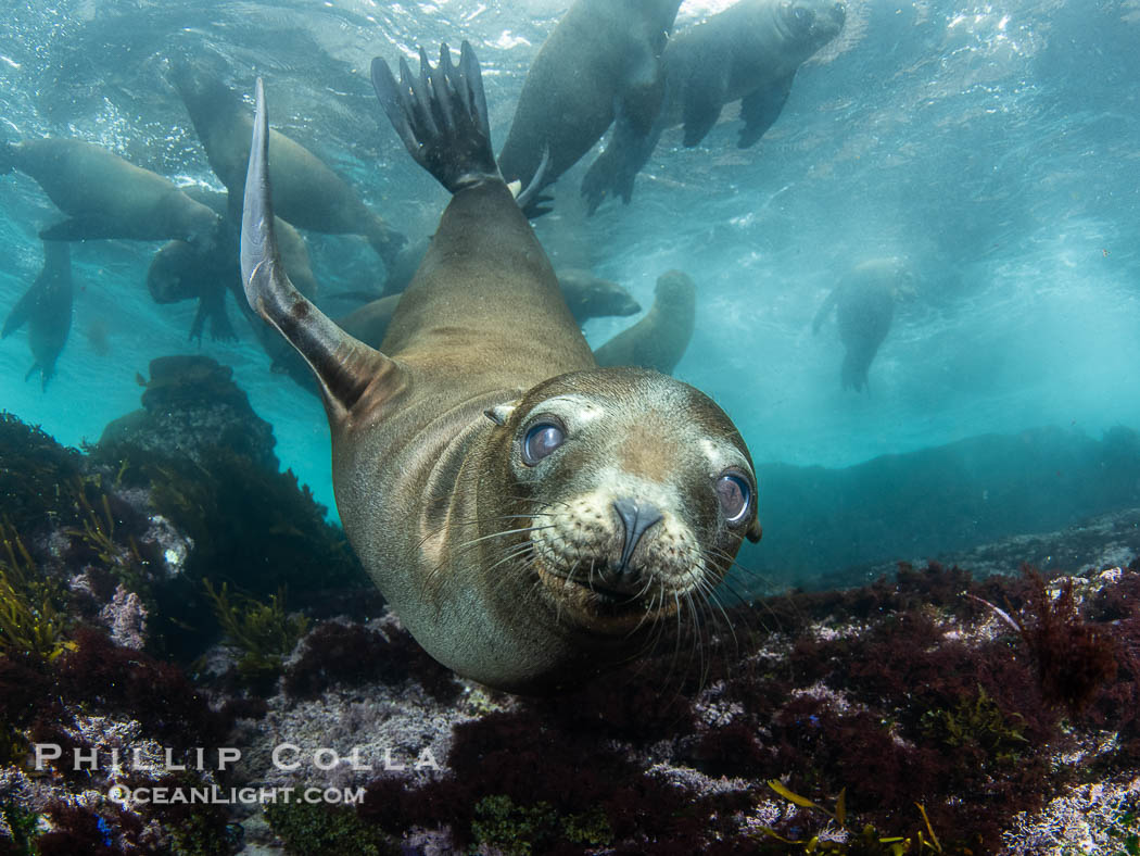 Inquisitive young California sea lion underwater, this is a pup-of-the-year born in June and only about five months old, Coronado Islands near San Diego, Baja California, Mexico, Zalophus californianus, Coronado Islands (Islas Coronado)