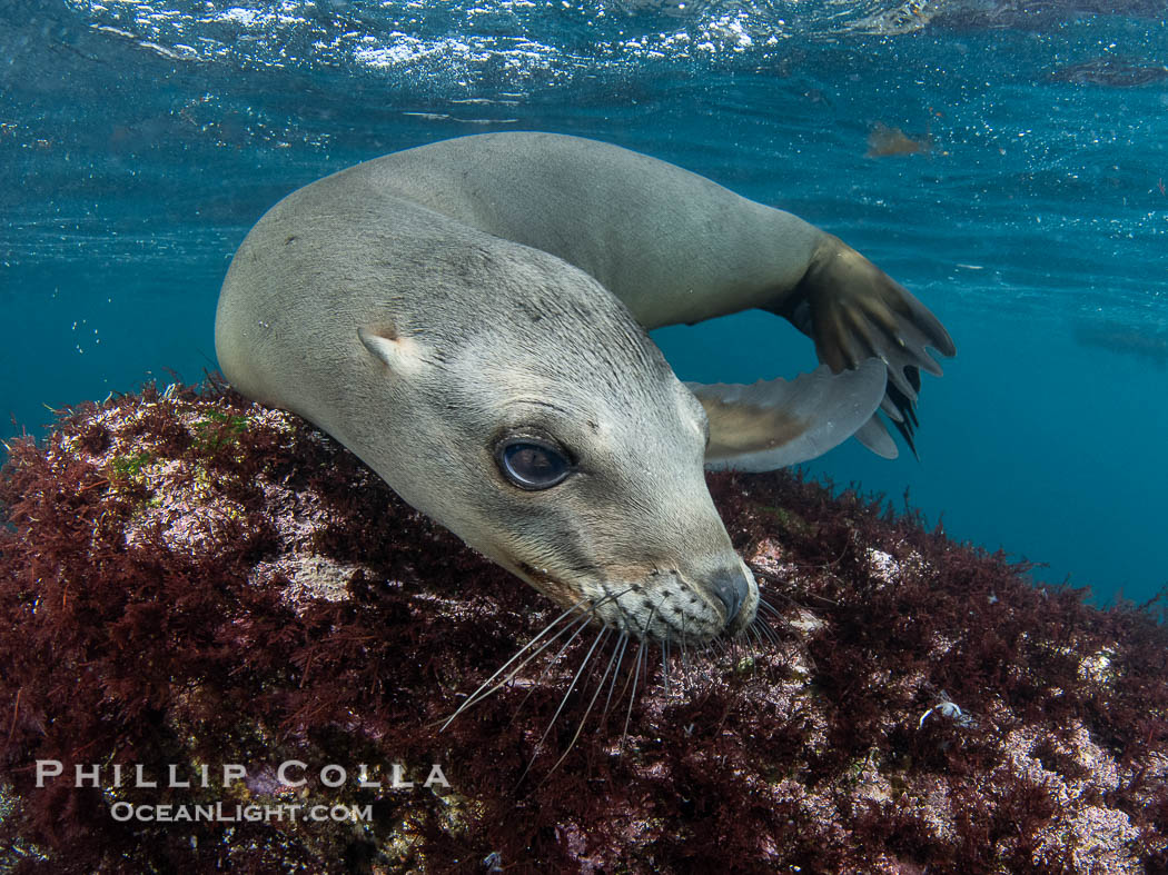 Inquisitive young California sea lion underwater, this is a pup-of-the-year born in June and only about five months old, Coronado Islands near San Diego, Baja California, Mexico. Coronado Islands (Islas Coronado), Zalophus californianus, natural history stock photograph, photo id 40769