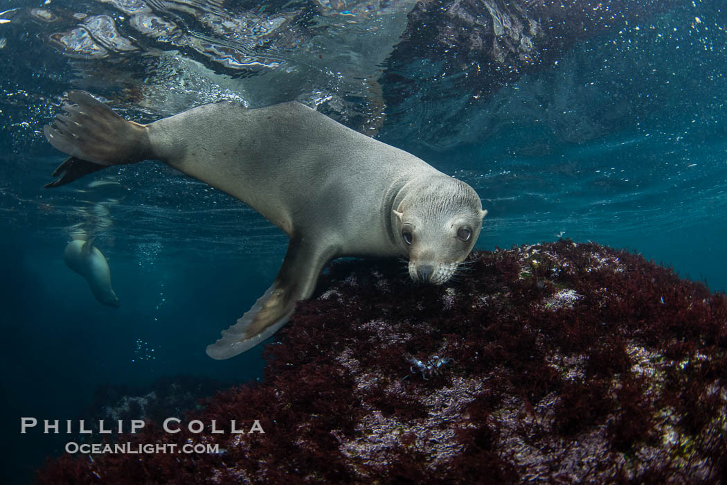 Inquisitive young California sea lion underwater, this is a pup-of-the-year born in June and only about five months old, Coronado Islands near San Diego, Baja California, Mexico, Zalophus californianus, Coronado Islands (Islas Coronado)