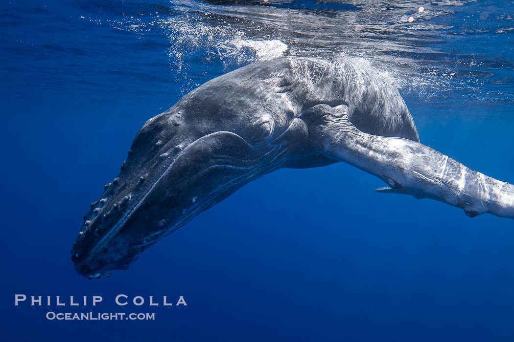 Inquisitive South Pacific Humpback Whale Underwater, Moorea, French Polynesia. France, Megaptera novaeangliae, natural history stock photograph, photo id 40621