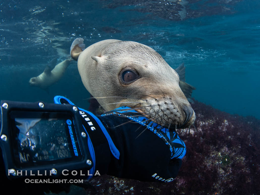 Inquisitive young California sea lion underwater inspects my glove by gently mouthing it. This is a pup-of-the-year born in June and only about five months old. Sea lions are tactile creatures and learn about objects and their surroundings by biting on them. Coronado Islands near San Diego, Baja California, Mexico. Coronado Islands (Islas Coronado), Zalophus californianus, natural history stock photograph, photo id 40768