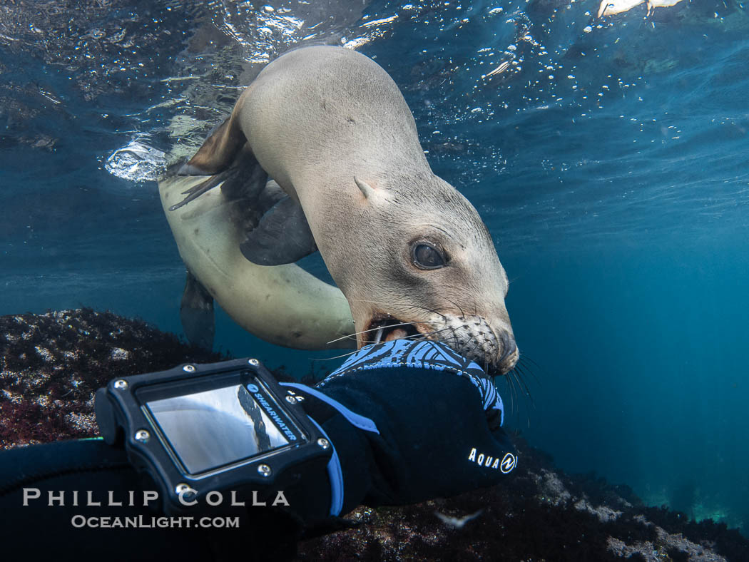 Inquisitive young California sea lion underwater inspects my glove by gently mouthing it. This is a pup-of-the-year born in June and only about five months old. Sea lions are tactile creatures and learn about objects and their surroundings by biting on them. Coronado Islands near San Diego, Baja California, Mexico, Zalophus californianus, Coronado Islands (Islas Coronado)