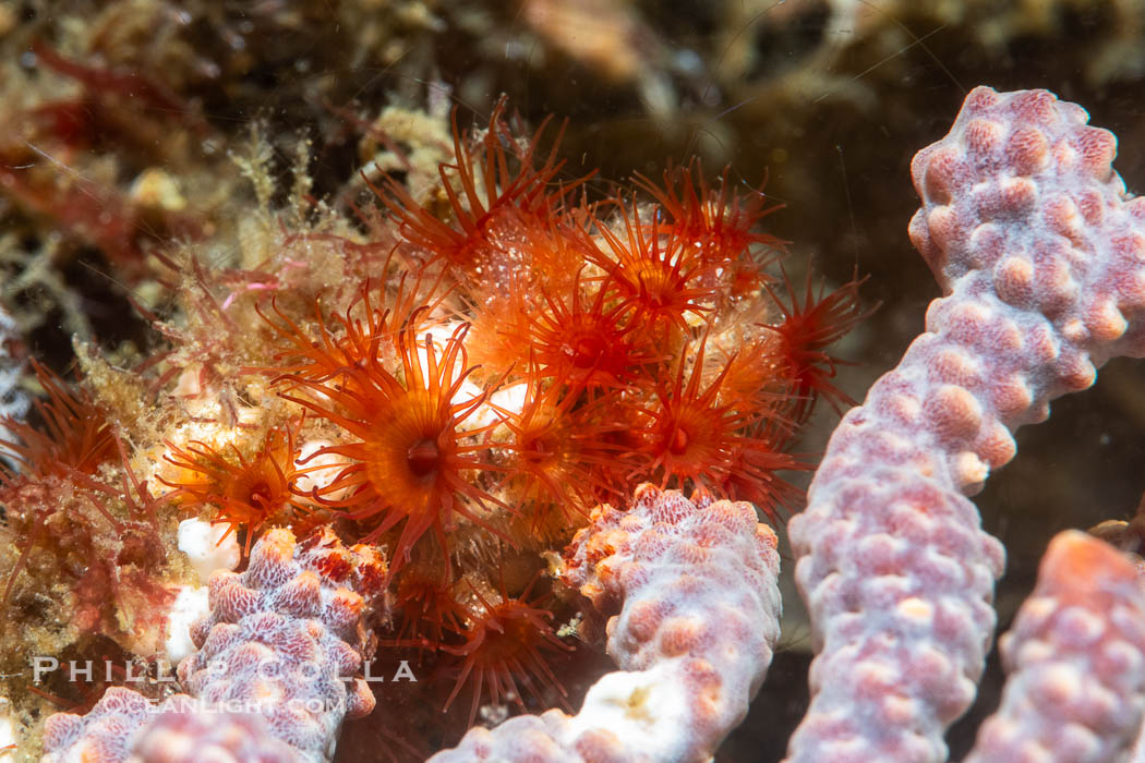 Invertebrate detail on rocky reef, Isla San Lorenzo, Sea of Cortez, Mexico. Islas San Lorenzo, Baja California, natural history stock photograph, photo id 40430