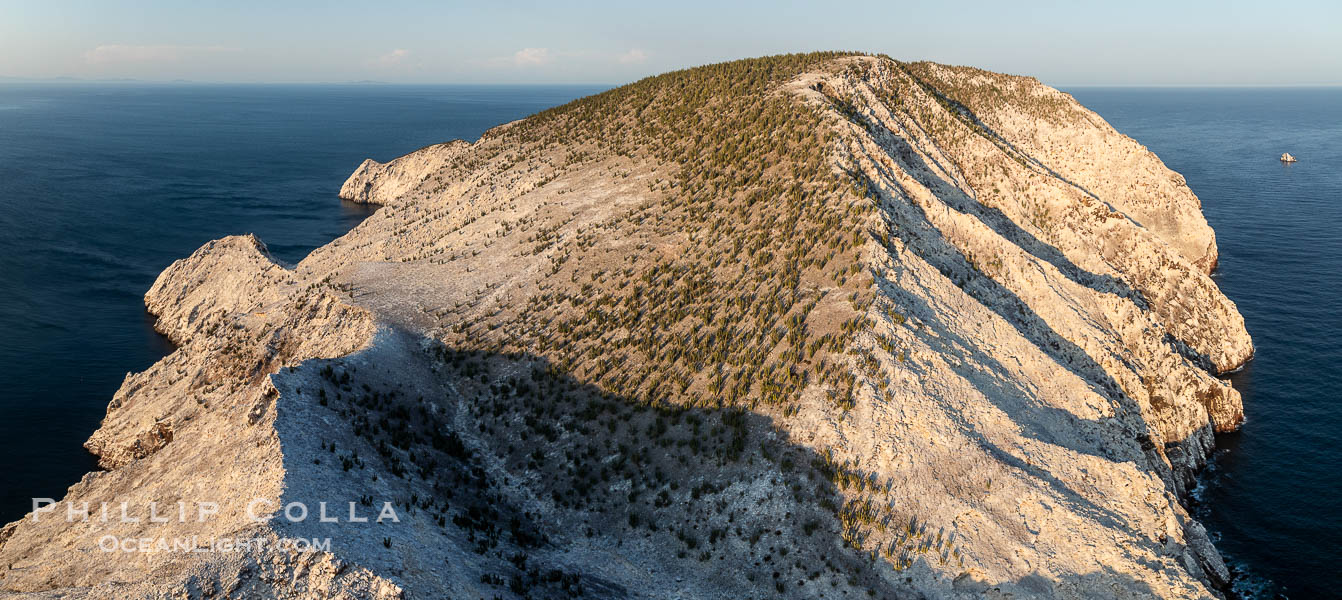 Isla San Pedro Martir at sunset with extensive forest of Cardon Cactus seen on the summit ridge of the island, aerial photo, Sea of Cortez, Mexico. San Pedro Martir Island and its marine life are, since 2002, part of the San Pedro Martir Biosphere Reserve, and is regarded as a natural laboratory of adaptive evolution, similar to that of the Galapagos Islands. It is home to 292 species of fauna and flora (both land-based and aquatic), with 42 species protected by Mexican law, and 30 listed on the Red List of Threatened Species. San Pedro Martir is also unique in the area for its year-round quantity of birds. The island is the only island in the area with a perpetually swirling cloud of sea birds. This is because the water around the island, has some of the most successful marine productivity in the world. Sonora, Pachycereus pringlei, natural history stock photograph, photo id 40398