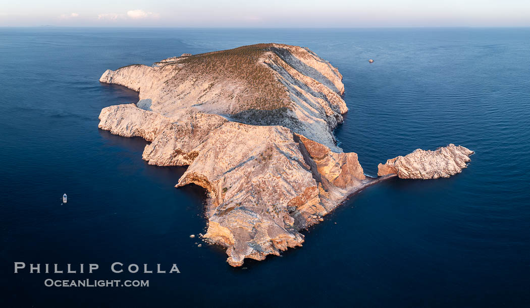 Isla San Pedro Martir at sunset with extensive forest of Cardon Cactus seen on the summit ridge of the island, aerial photo, Sea of Cortez, Mexico. San Pedro Martir Island and its marine life are, since 2002, part of the San Pedro Martir Biosphere Reserve, and is regarded as a natural laboratory of adaptive evolution, similar to that of the Galapagos Islands. It is home to 292 species of fauna and flora (both land-based and aquatic), with 42 species protected by Mexican law, and 30 listed on the Red List of Threatened Species. San Pedro Martir is also unique in the area for its year-round quantity of birds. The island is the only island in the area with a perpetually swirling cloud of sea birds. This is because the water around the island, has some of the most successful marine productivity in the world. Sonora, natural history stock photograph, photo id 40404