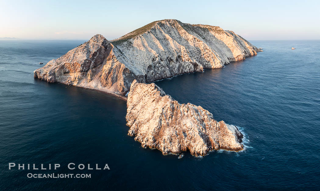 Isla San Pedro Martir at sunset with extensive forest of Cardon Cactus seen on the summit ridge of the island, aerial photo, Sea of Cortez, Mexico. San Pedro Martir Island and its marine life are, since 2002, part of the San Pedro Martir Biosphere Reserve, and is regarded as a natural laboratory of adaptive evolution, similar to that of the Galapagos Islands. It is home to 292 species of fauna and flora (both land-based and aquatic), with 42 species protected by Mexican law, and 30 listed on the Red List of Threatened Species. San Pedro Martir is also unique in the area for its year-round quantity of birds. The island is the only island in the area with a perpetually swirling cloud of sea birds. This is because the water around the island, has some of the most successful marine productivity in the world. Sonora, natural history stock photograph, photo id 40403