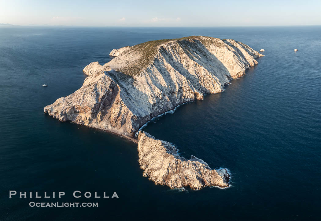 Isla San Pedro Martir at sunset with extensive forest of Cardon Cactus seen on the summit ridge of the island, aerial photo, Sea of Cortez, Mexico. San Pedro Martir Island and its marine life are, since 2002, part of the San Pedro Martir Biosphere Reserve, and is regarded as a natural laboratory of adaptive evolution, similar to that of the Galapagos Islands. It is home to 292 species of fauna and flora (both land-based and aquatic), with 42 species protected by Mexican law, and 30 listed on the Red List of Threatened Species. San Pedro Martir is also unique in the area for its year-round quantity of birds. The island is the only island in the area with a perpetually swirling cloud of sea birds. This is because the water around the island, has some of the most successful marine productivity in the world