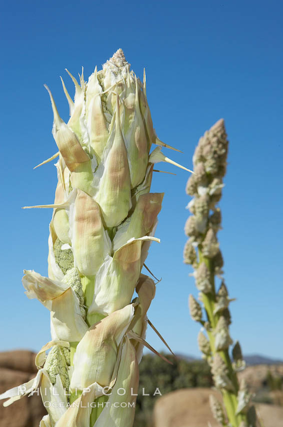 Unidentified yucca or agave. Joshua Tree National Park, California, USA, natural history stock photograph, photo id 11922