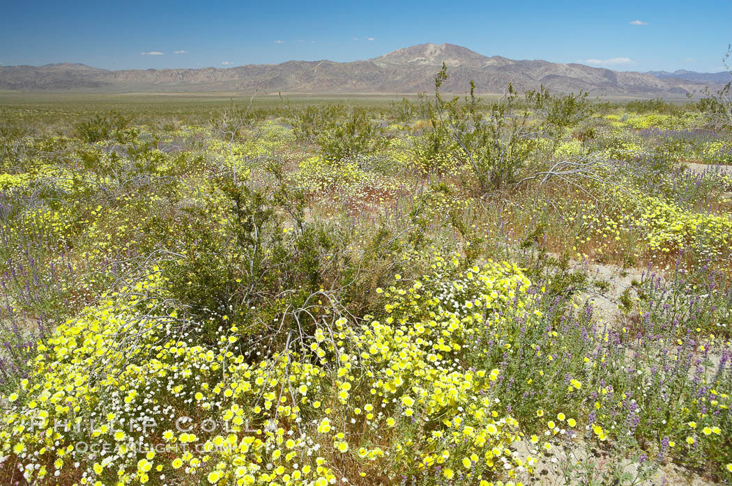 Springtime wildflowers bloom in Joshua Tree National Park following record rainfall in 2005. California, USA, natural history stock photograph, photo id 11966