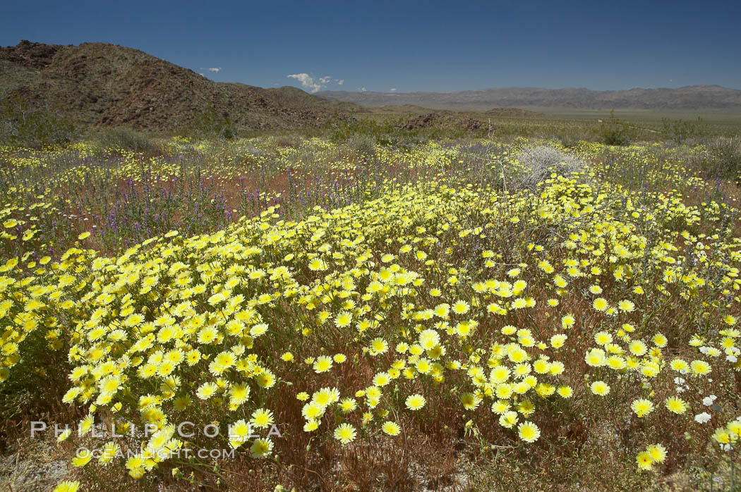 Springtime wildflowers bloom in Joshua Tree National Park following record rainfall in 2005. California, USA, natural history stock photograph, photo id 11964