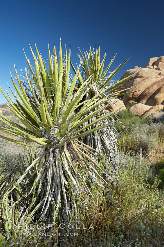 Unidentified. Joshua Tree National Park, California, USA, natural history stock photograph, photo id 12012