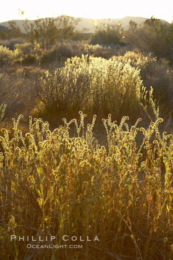 Morning light. Joshua Tree National Park, California, USA, natural history stock photograph, photo id 11985