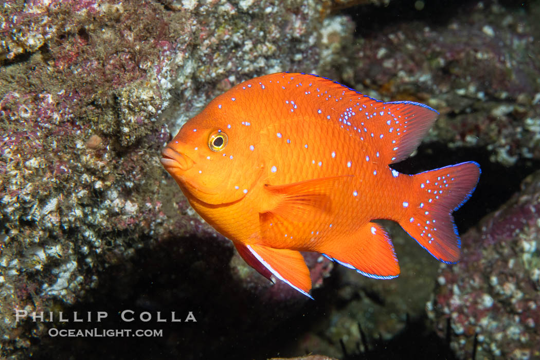 Juvenile garibaldi, vibrant spots distinguish it from pure orange adult form. Catalina Island, California, USA, Hypsypops rubicundus, natural history stock photograph, photo id 40528