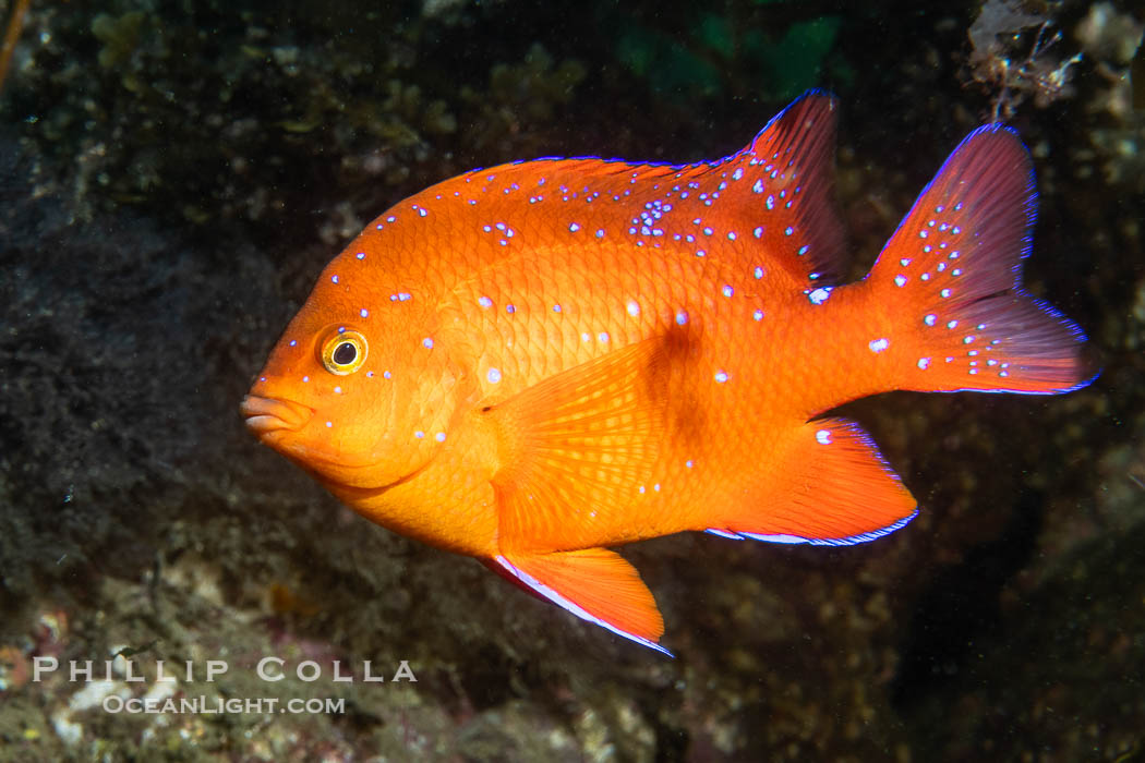 Juvenile garibaldi, vibrant spots distinguish it from pure orange adult form. Catalina Island, California, USA, Hypsypops rubicundus, natural history stock photograph, photo id 40527