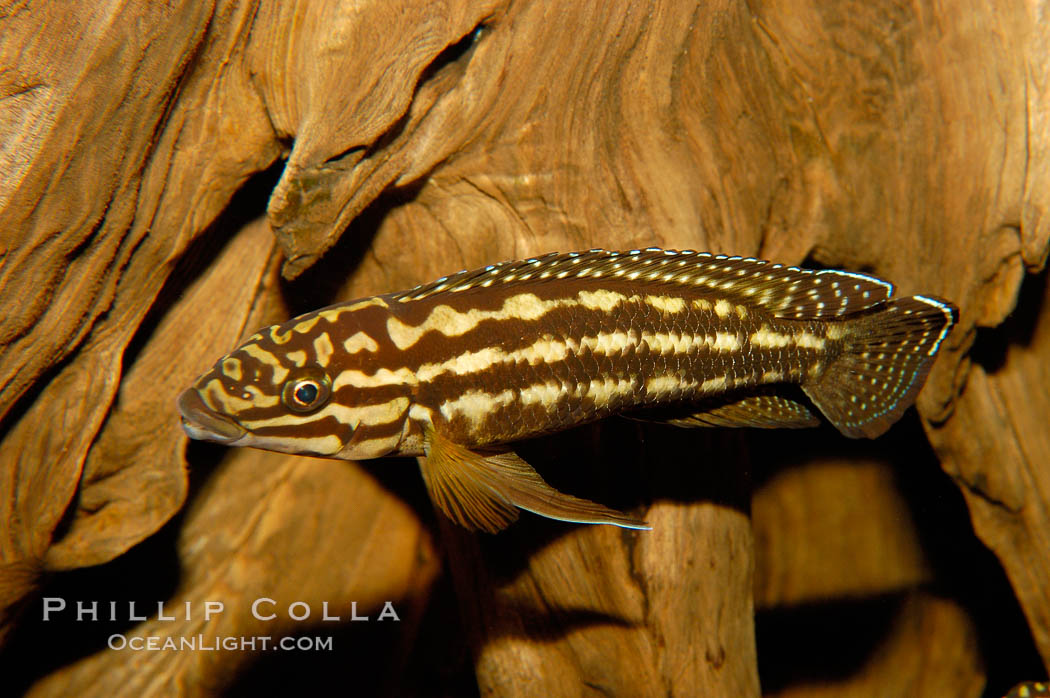 Unidentified freshwater fish., natural history stock photograph, photo id 09473