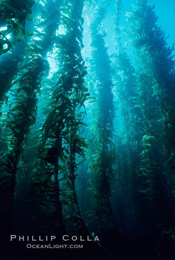 Kelp forest. San Clemente Island, California, USA, Macrocystis pyrifera, natural history stock photograph, photo id 06093