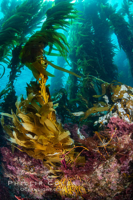 The Kelp Forest of San Clemente Island, California ...
