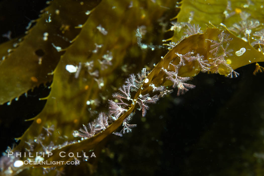 Kelp fronds covered with hydroids. Catalina Island, California, USA, natural history stock photograph, photo id 40524