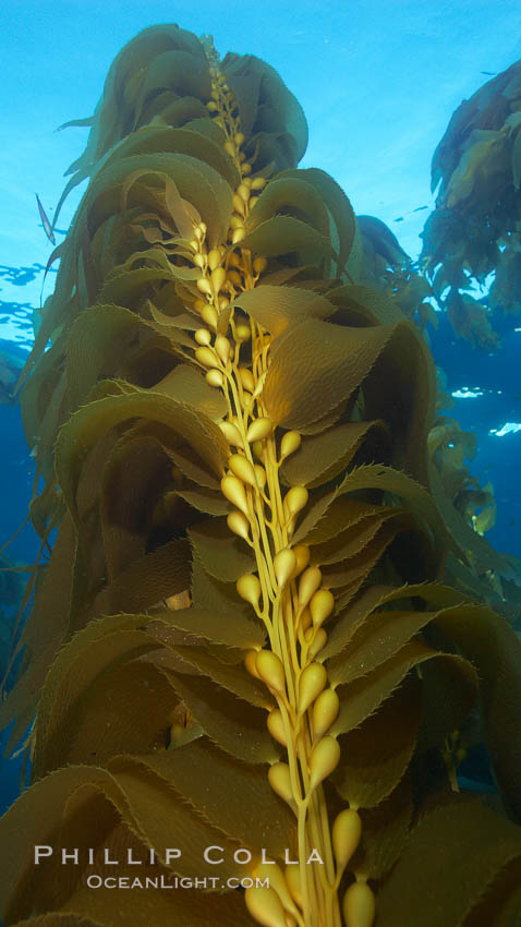 Kelp fronds and pneumatocysts, Macrocystis pyrifera photo, San Clemente