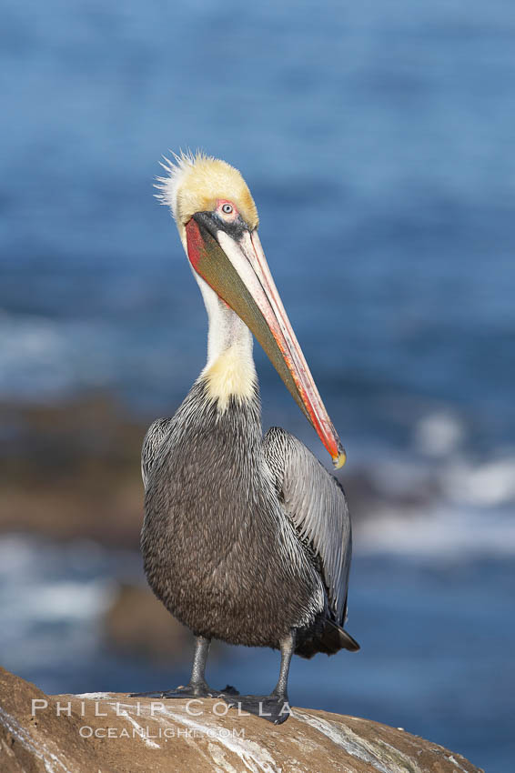 California brown pelican portrait, on sandstone cliffs above the ocean, showing winter plumage. La Jolla, USA, Pelecanus occidentalis, Pelecanus occidentalis californicus, natural history stock photograph, photo id 20203