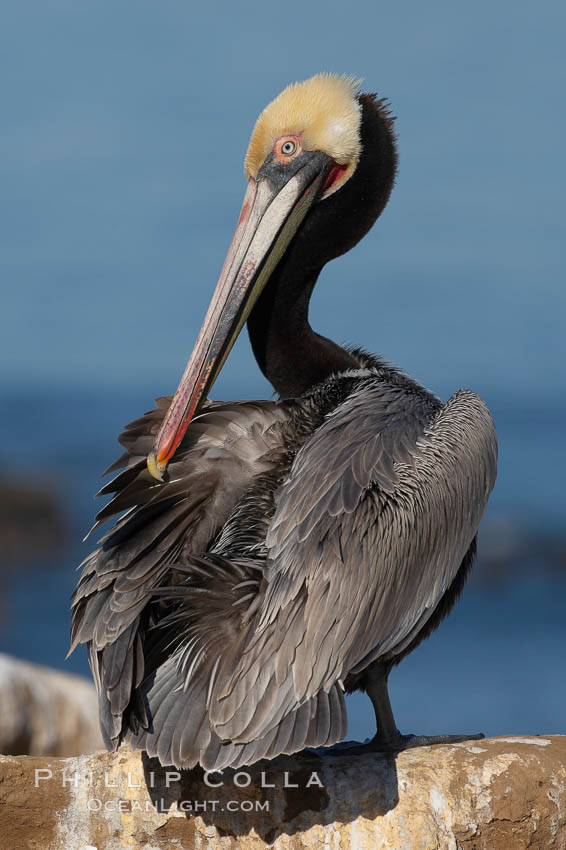 Brown pelican, La Jolla, California, Pelecanus