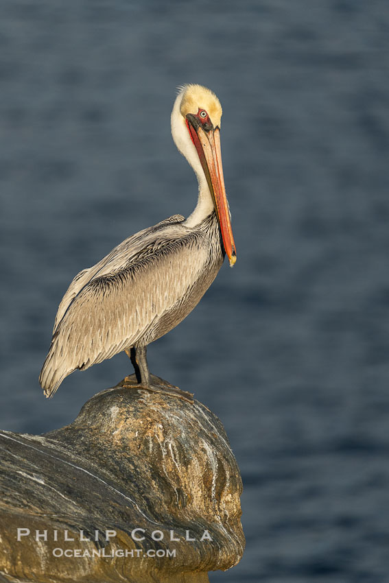 La Jolla Pelican Poses Atop Pedestal Rock Above Pacific Ocean, winter adult non-breeding plumage. California, USA, Pelecanus occidentalis, Pelecanus occidentalis californicus, natural history stock photograph, photo id 39822