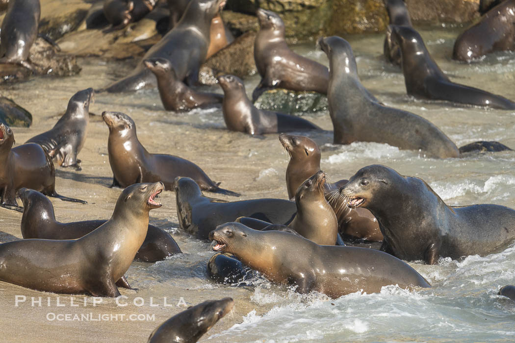 California Sea Lions in La Jolla Cove, these sea lions are seeking protection from large waves by staying in the protected La Jolla Cove. USA, Zalophus californianus, natural history stock photograph, photo id 39796