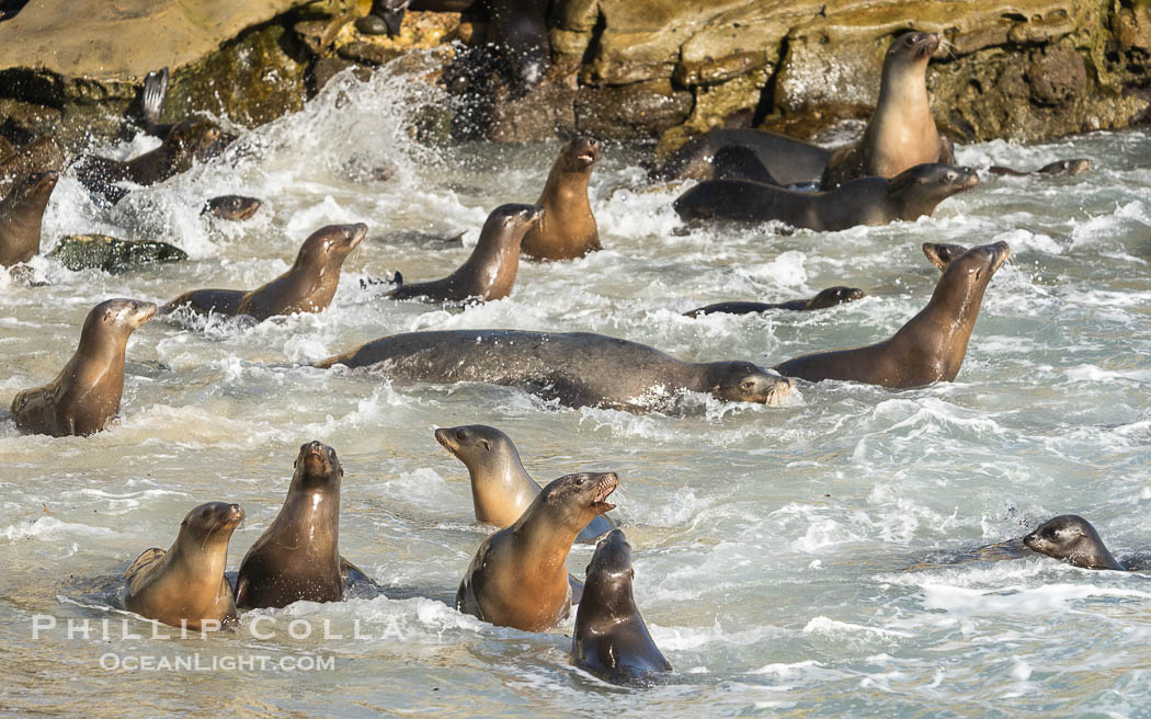 California Sea Lions in La Jolla Cove, these sea lions are seeking protection from large waves by staying in the protected La Jolla Cove. USA, Zalophus californianus, natural history stock photograph, photo id 39803