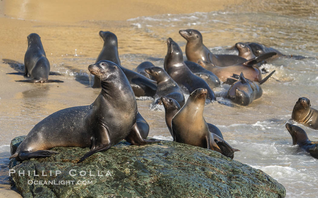 California Sea Lions in La Jolla Cove, these sea lions are seeking protection from large waves by staying in the protected La Jolla Cove. USA, Zalophus californianus, natural history stock photograph, photo id 39801