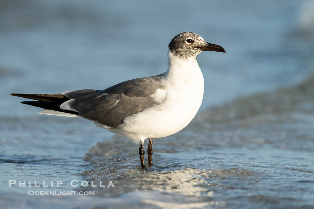 Laughing Gull, Leucophaeus atricilla, Fort De Soto, Florida. Fort De Soto Park, St. Petersburg, USA, Leucophaeus atricilla, natural history stock photograph, photo id 40575