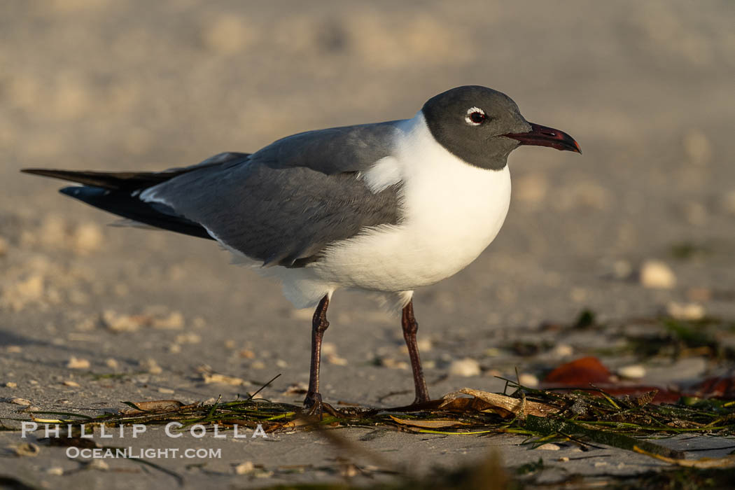 Laughing Gull, Leucophaeus atricilla, Fort De Soto, Florida, Leucophaeus atricilla, Fort De Soto Park, St. Petersburg