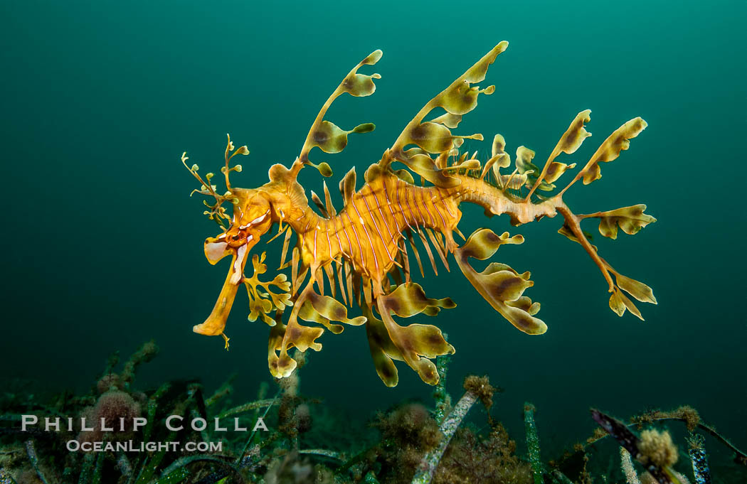 The leafy seadragon (Phycodurus eques) is found on the southern and western coasts of Australia.  Its extravagent appendages serve only for camoflage, since it has a nearly-invisible dorsal fin that propels it slowly through the water. The leafy sea dragon is the marine emblem of South Australia, Phycodurus eques, Rapid Bay Jetty