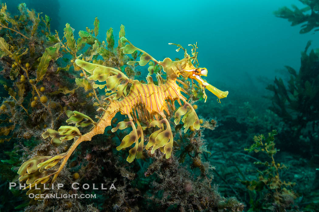 The leafy seadragon (Phycodurus eques) is found on the southern and western coasts of Australia. Its extravagent appendages serve only for camoflage, since it has a nearly-invisible dorsal fin that propels it slowly through the water. The leafy sea dragon is the marine emblem of South Australia, Phycodurus eques, Rapid Bay Jetty