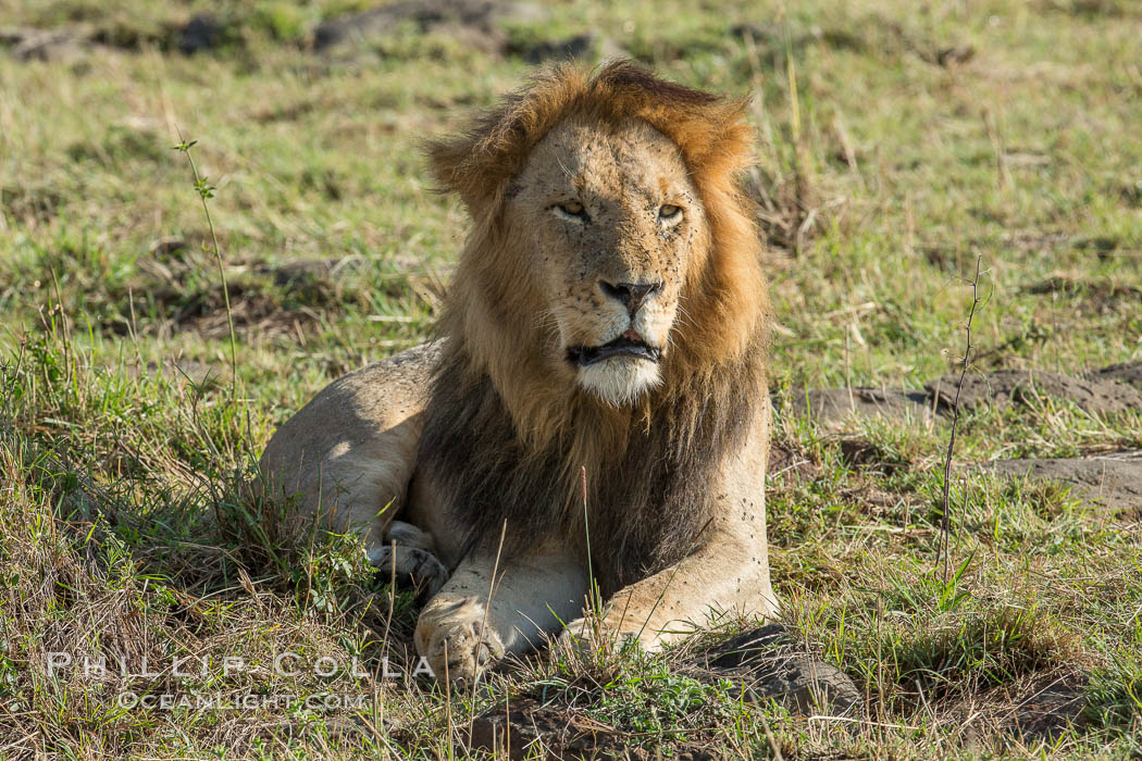 Lion Adult Male Maasai Mara National Reserve Kenya Panthera Leo Photo