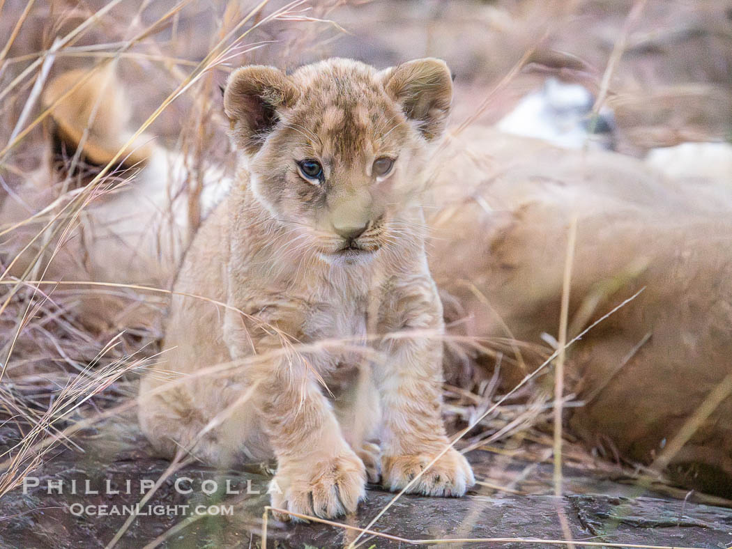 Lion cub eight weeks old, Mara North Conservancy, Kenya., Panthera leo, natural history stock photograph, photo id 39754