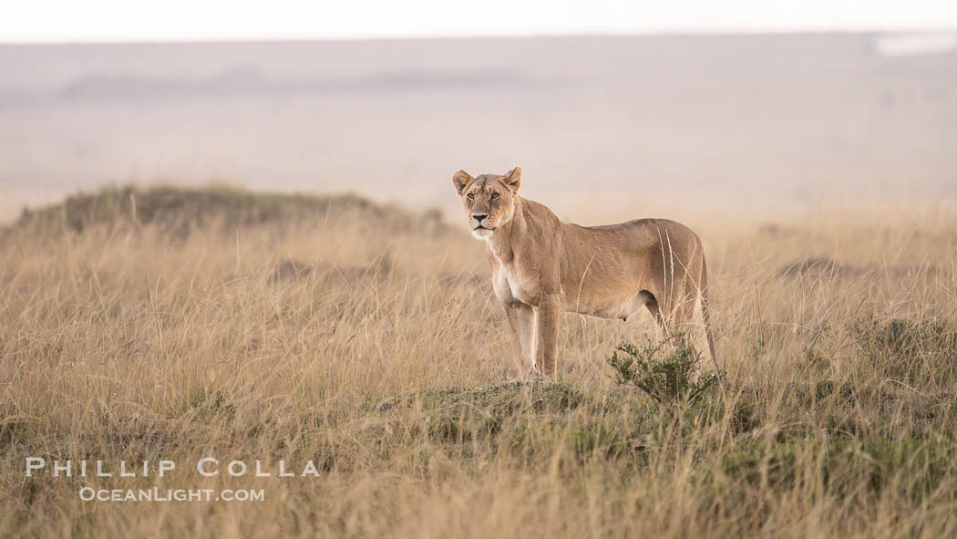 Lioness at Sunset in the Masai Mara, Kenya. Maasai Mara National Reserve, Panthera leo, natural history stock photograph, photo id 39643