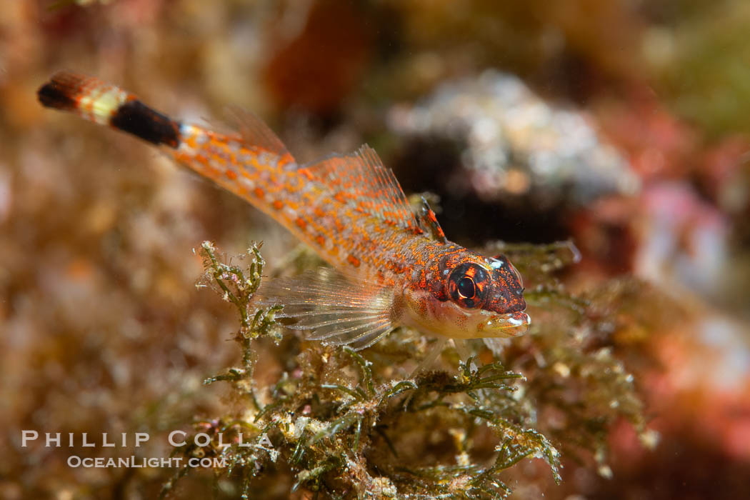 Lizard Triplefin Blenny, Crocodilichthys gracilis, Sea of Cortez, Crocodilichthys gracilis, Isla Angel de la Guarda, Baja California, Mexico