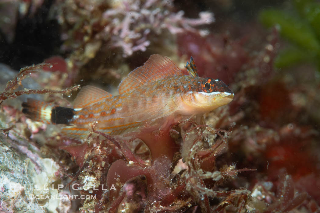 Lizard Triplefin Blenny, Crocodilichthys gracilis, Sea of Cortez. Islas San Lorenzo, Baja California, Mexico, Crocodilichthys gracilis, natural history stock photograph, photo id 40434