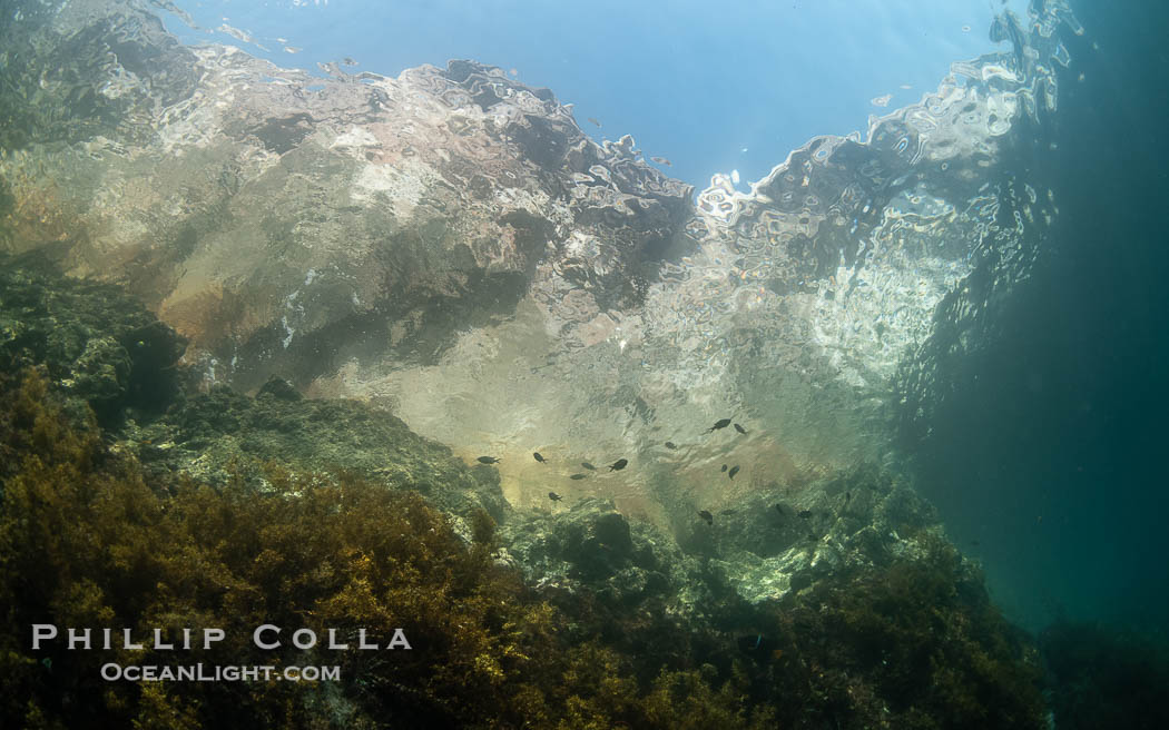 Looking up from Underwater at Sheer Sea Cliffs of San Pedro Martir Island, Sea of Cortez. Isla San Pedro Martir, Sonora, Mexico, natural history stock photograph, photo id 40396