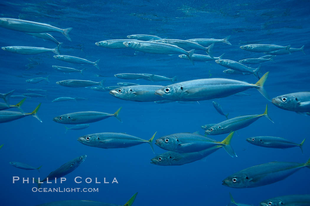 Mackeral. Guadalupe Island (Isla Guadalupe), Baja California, Mexico, natural history stock photograph, photo id 21449