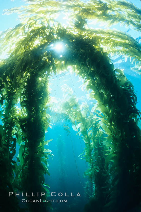 Kelp bed. San Clemente Island, California, USA, Macrocystis pyrifera, natural history stock photograph, photo id 02505