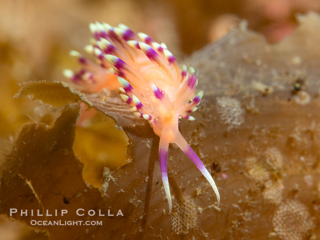 Marcus' aeolid sea slug or nudibranch, Coryphellina marcusorum, Sea of Cortez, Mexico. Isla Angel de la Guarda, Baja California, Coryphellina marcusorum, natural history stock photograph, photo id 40318