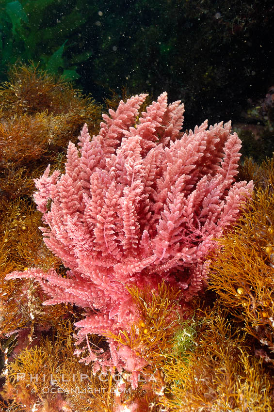 Unidentified marine algae. San Clemente Island, California, USA, natural history stock photograph, photo id 10201